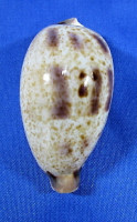 Ficadusta pulchella pulchella